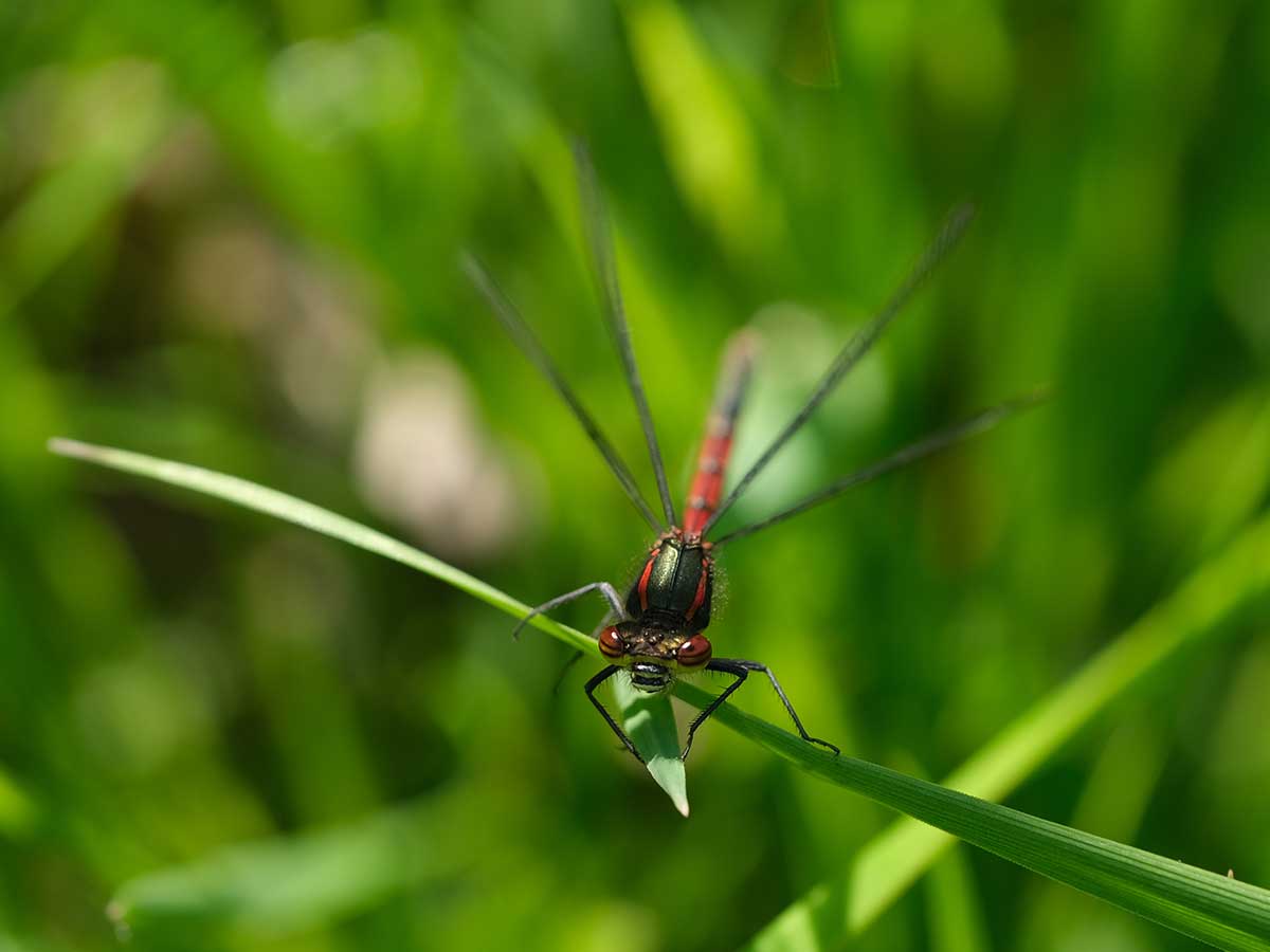 Pyrrhosoma_nymphula